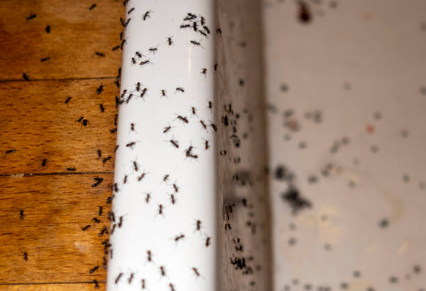 Best Best Pest Control Near Me  in Connerton, FL